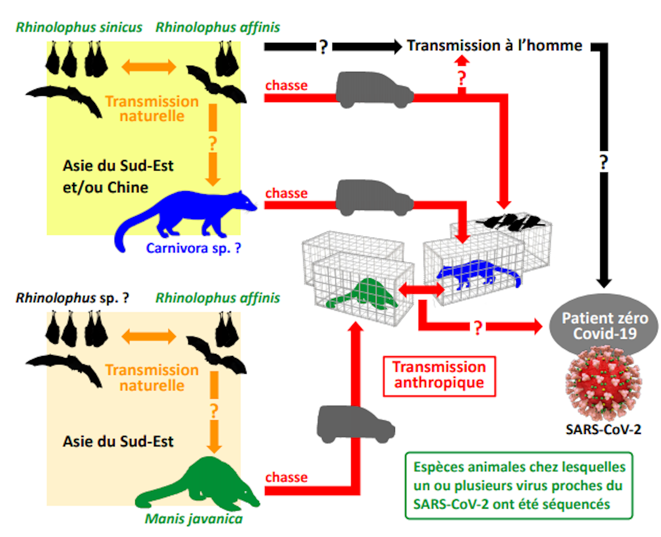 Origine COVID-19: CIA confirmă teoria laboratorului