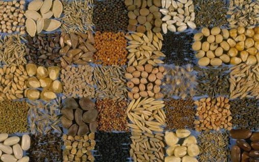 Semințe sănătoase: Introduce-le în dietă acum