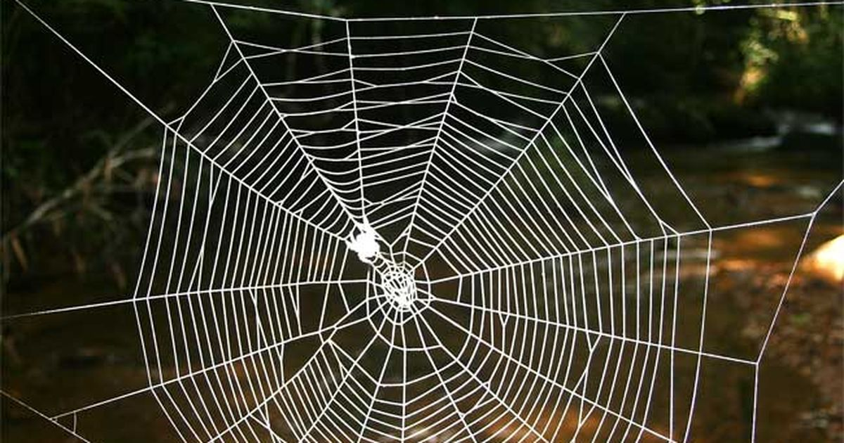 Pânza lui Spider-Man devine realitate cu o nouă invenție Pânza lui Spider-Man devine realitate cu o nouă invenție