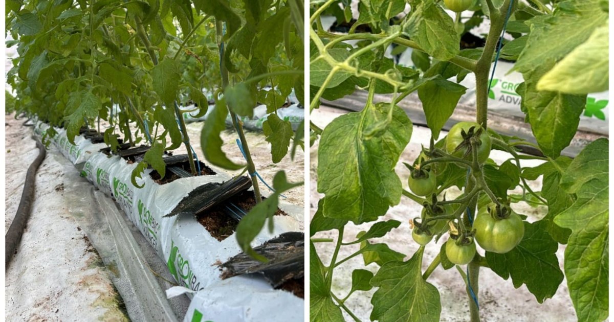 Cu cât umflă gerul costurile legumicultorilor. „Arde focul non-stop”. Roșiile din solariile românești, pe piață de luna viitoare Cu cât umflă gerul costurile legumicultorilor. „Arde focul non-stop”. Roșiile din solariile românești, pe piață de luna viitoare