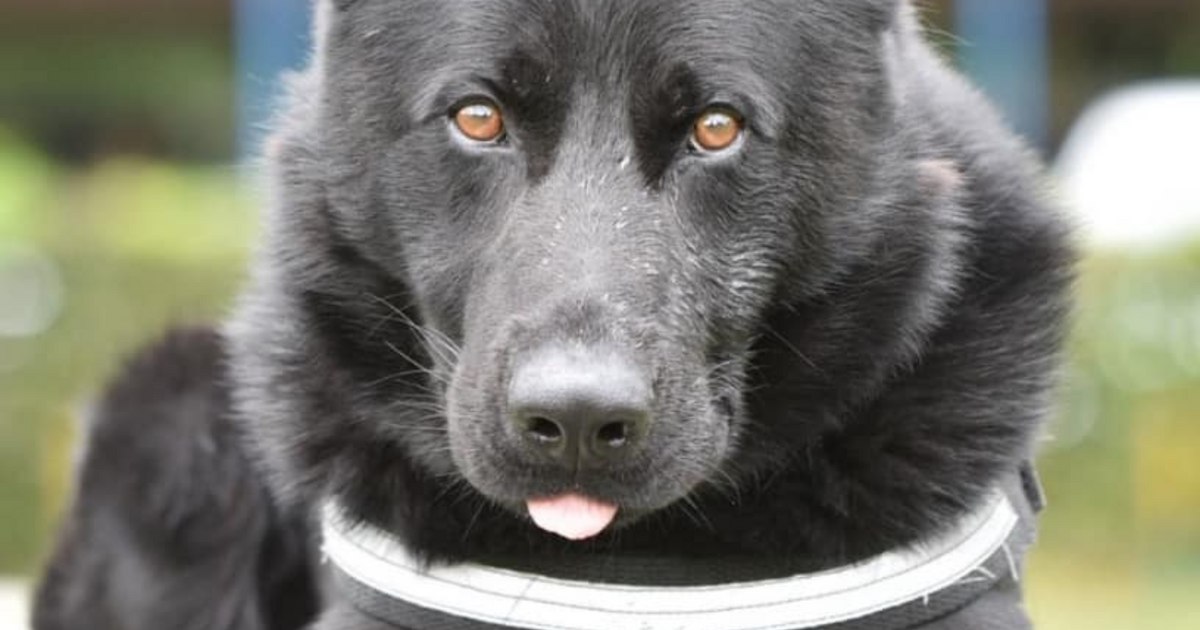 Șuier, celebrul câine polițist, a ieșit la pensie. „În ultimii 7 ani a fost simbolul luptei antidrog” Șuier, celebrul câine polițist, a ieșit la pensie. „În ultimii 7 ani a fost simbolul luptei antidrog”