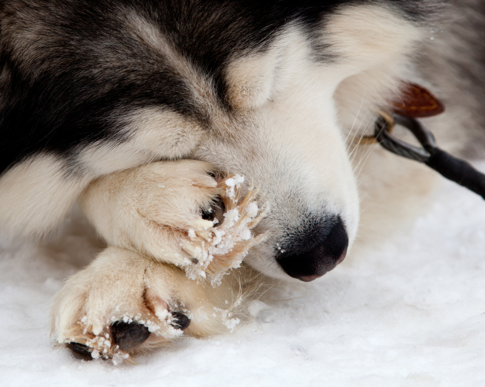 De ce câinele tău își linge constant lăbuțele. Ce încearcă să-ți spună, de fapt. Trebuie să cunoști acest semn