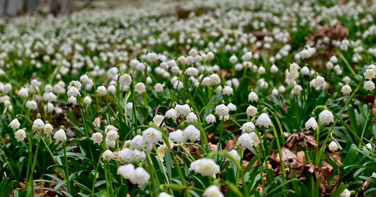 Minunile primăverii în ținutul cetăților dacice. Platoul Vârtoapelor și Cioclovina, cele mai spectaculoase poieni cu ghiocei Minunile primăverii în ținutul cetăților dacice. Platoul Vârtoapelor și Cioclovina, cele mai spectaculoase poieni cu ghiocei