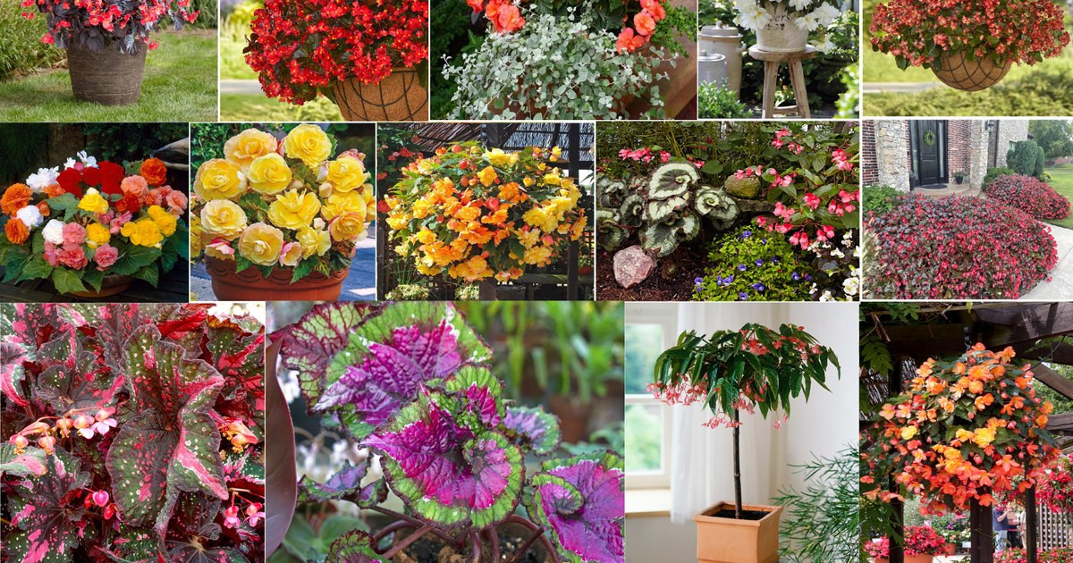 Cum să îți transformi balconul în paradisul primăverii: Plantele rezistente și colorate care nu necesită mult efort Cum să îți transformi balconul în paradisul primăverii: Plantele rezistente și colorate care nu necesită mult efort