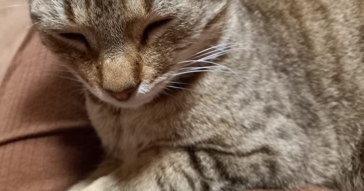 Ce vârstă are cu adevărat pisica ta. Cum se calculează primul an pisicesc în ani umani Ce vârstă are cu adevărat pisica ta. Cum se calculează primul an pisicesc în ani umani