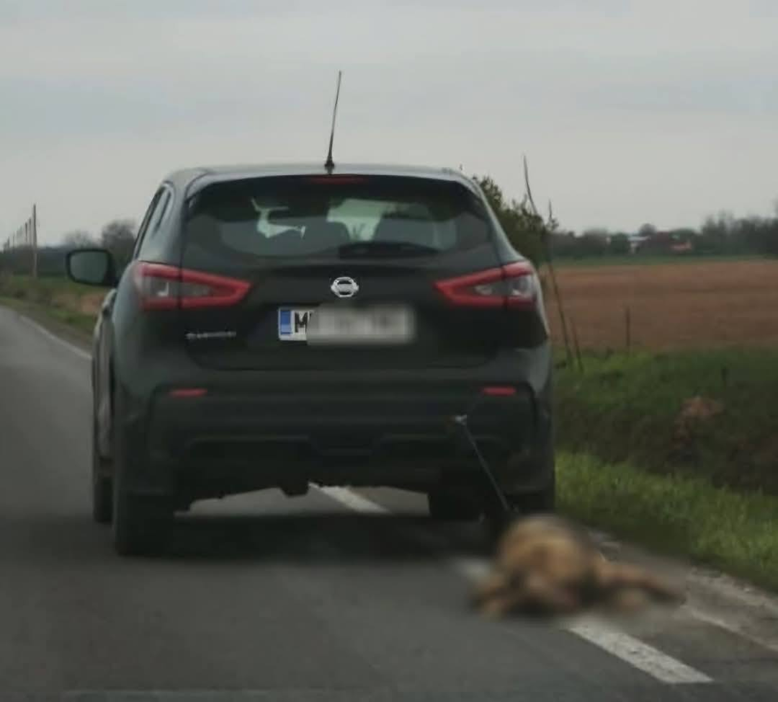 Cățelușa târâtă de mașină TRĂIEȘTE: FOTO/ ”Starea ei generală este foarte bună”