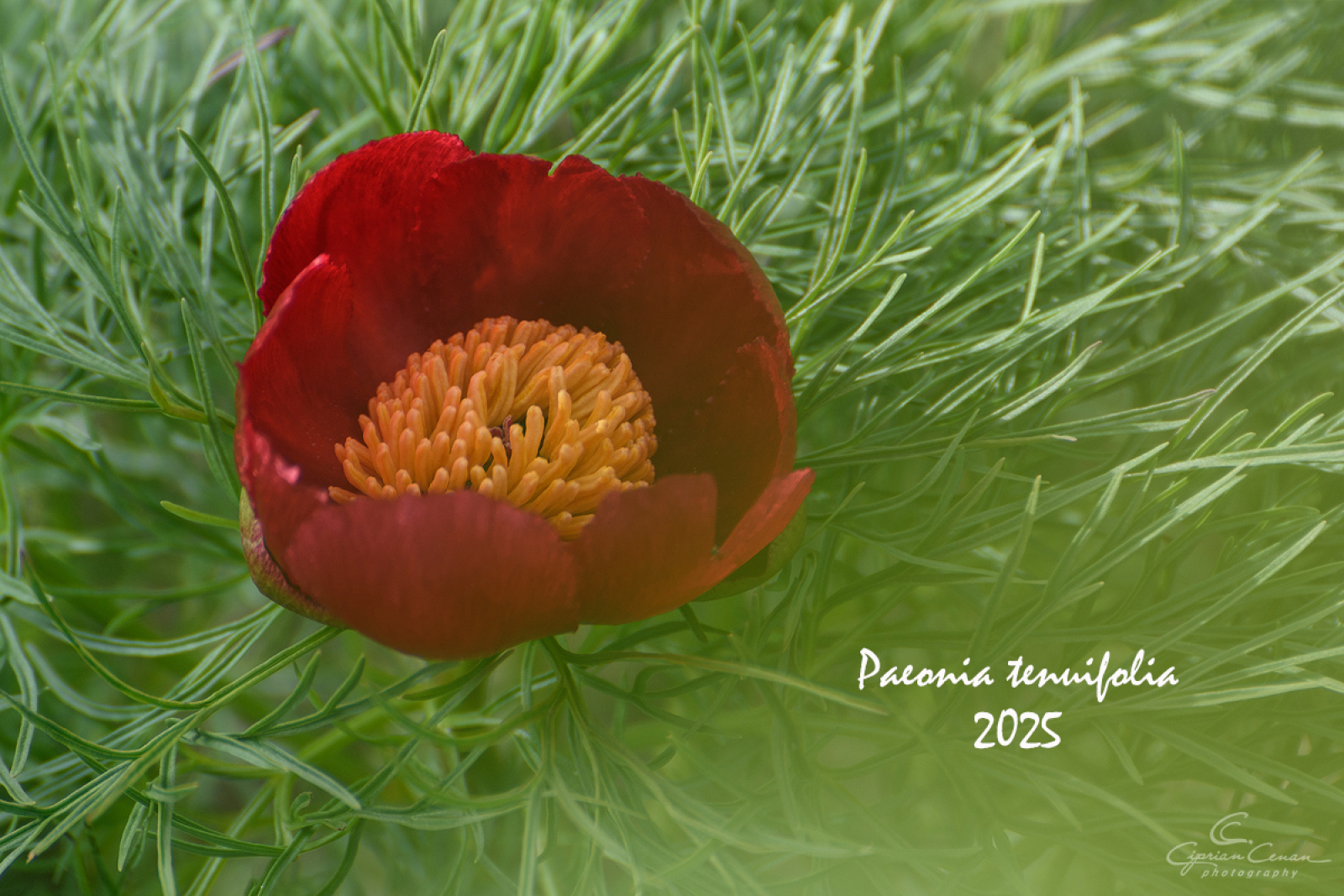 Au înflorit bujorii de stepă. Locul unic în Europa se află în Zau de Câmpie, unde cu grijă, iubire și devotament, istoria minunatei flori merge mai departe