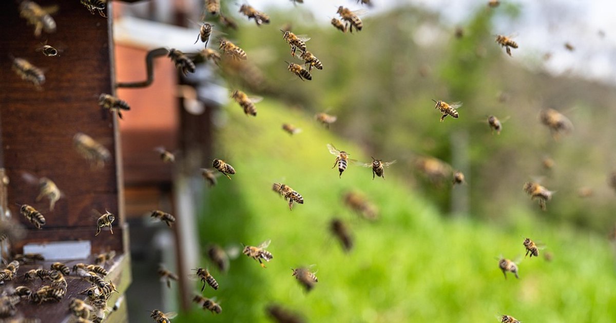 Victorie pentru albine: Justiția interzice folosirea pesticidelor controversate în agricultură Victorie pentru albine: Justiția interzice folosirea pesticidelor controversate în agricultură