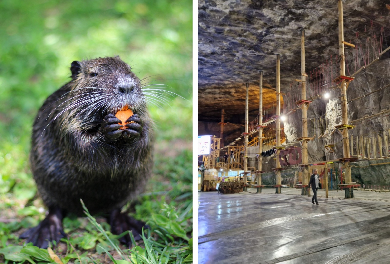 Am salvat castorii, am pierdut salina Praid. Când legile pentru animale ignoră oamenii, pierdem toți!