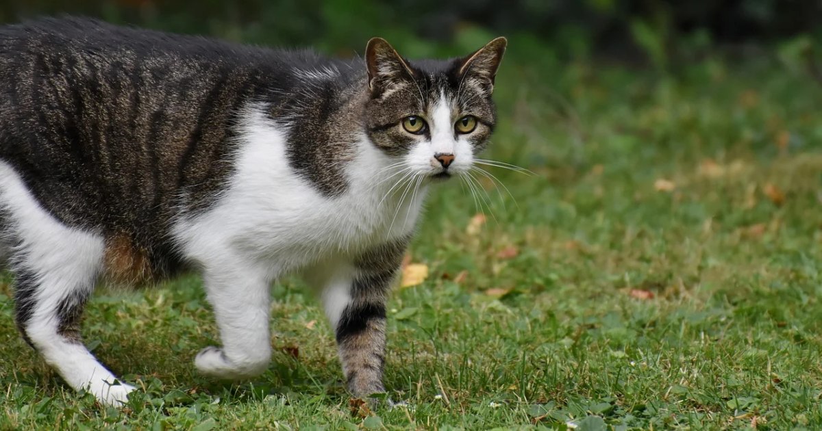 Pisicile dezvoltă demenţă în mod similar cu oamenii afectaţi de Alzheimer. Descoperirea, importantă pentru cercetarea bolii