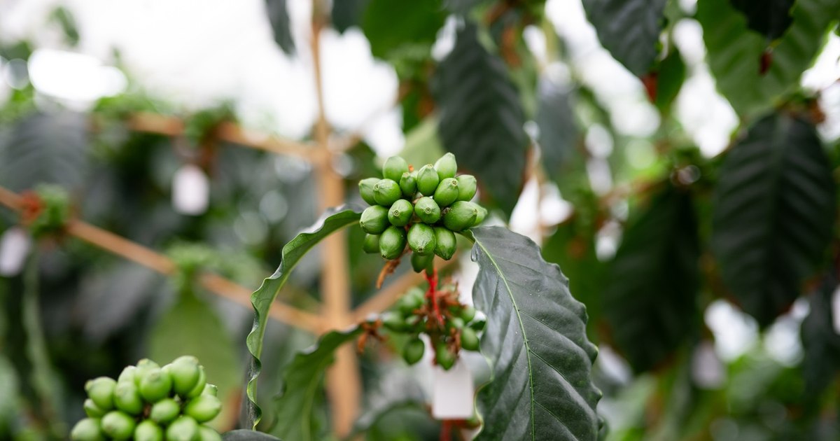 Cafeaua dezvoltată în Franța, cultivată în Mexic și băută în România