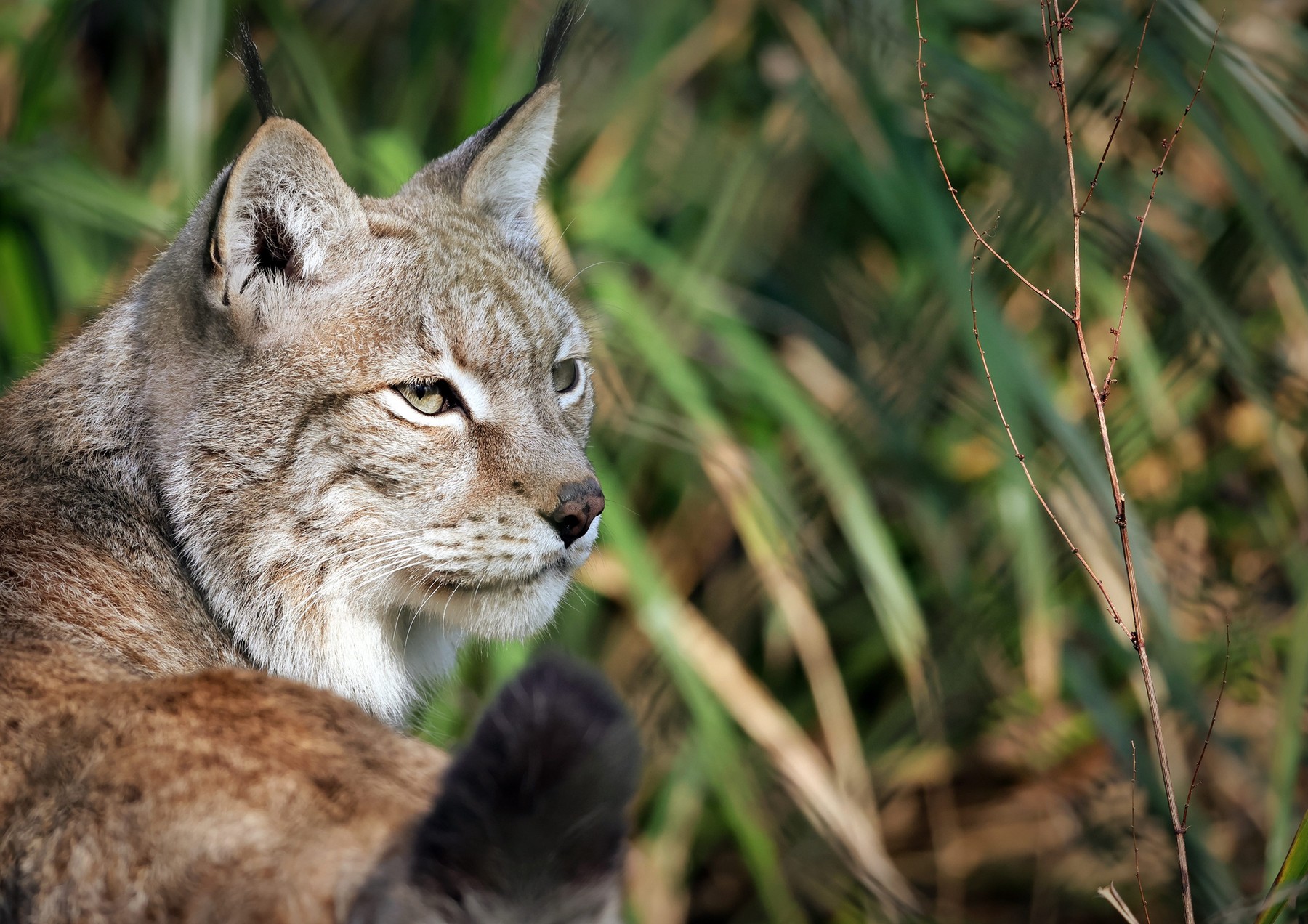 Apel neobișnuit: O grădină zoologică cere „donarea” animalelor de companie nedorite, pentru hrănirea prădătorilor