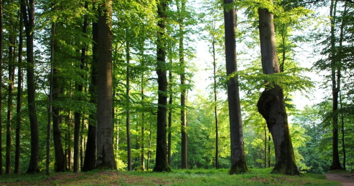 Ikea, acuzată că ar folosi lemn din pădurile seculare ale României: Respectăm legislația și standardele FSC