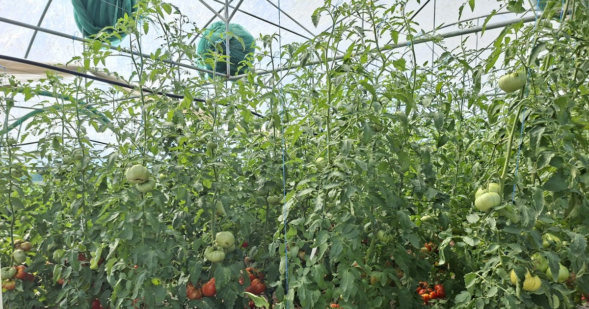 Bondarii și prădătorii, aliații legumicultorilor Bondarii și prădătorii, aliații legumicultorilor