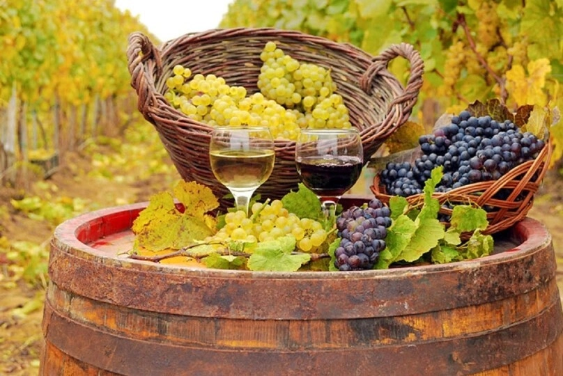 Podgoriile unde strugurii se strâng noaptea. Momentul în care se culege recolta influențează gustul vinului Podgoriile unde strugurii se strâng noaptea. Momentul în care se culege recolta influențează gustul vinului