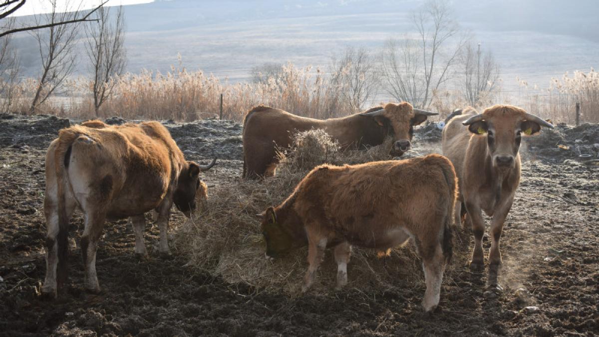 Măsuri de protejare a animalelor în județele aflate sub COD ROȘU