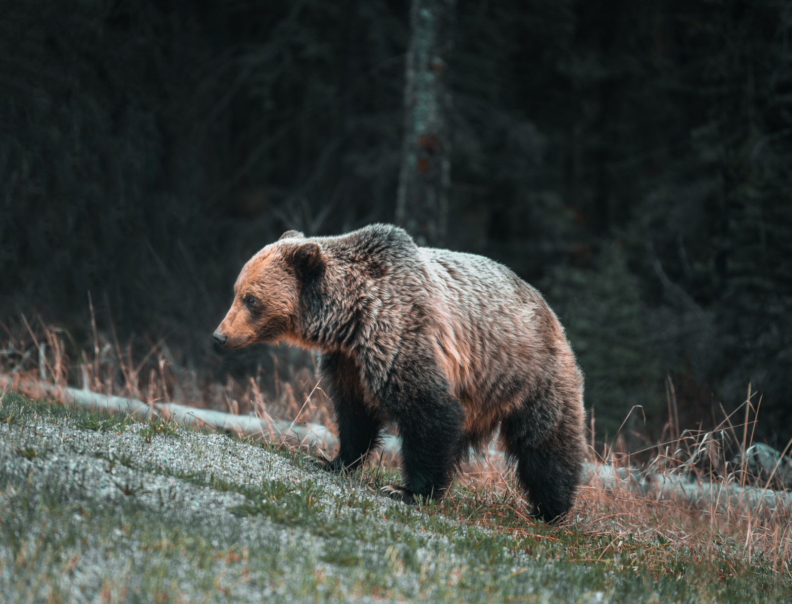 Bărbat atacat de urs în timp ce lucra pe câmp Bărbat atacat de urs în timp ce lucra pe câmp