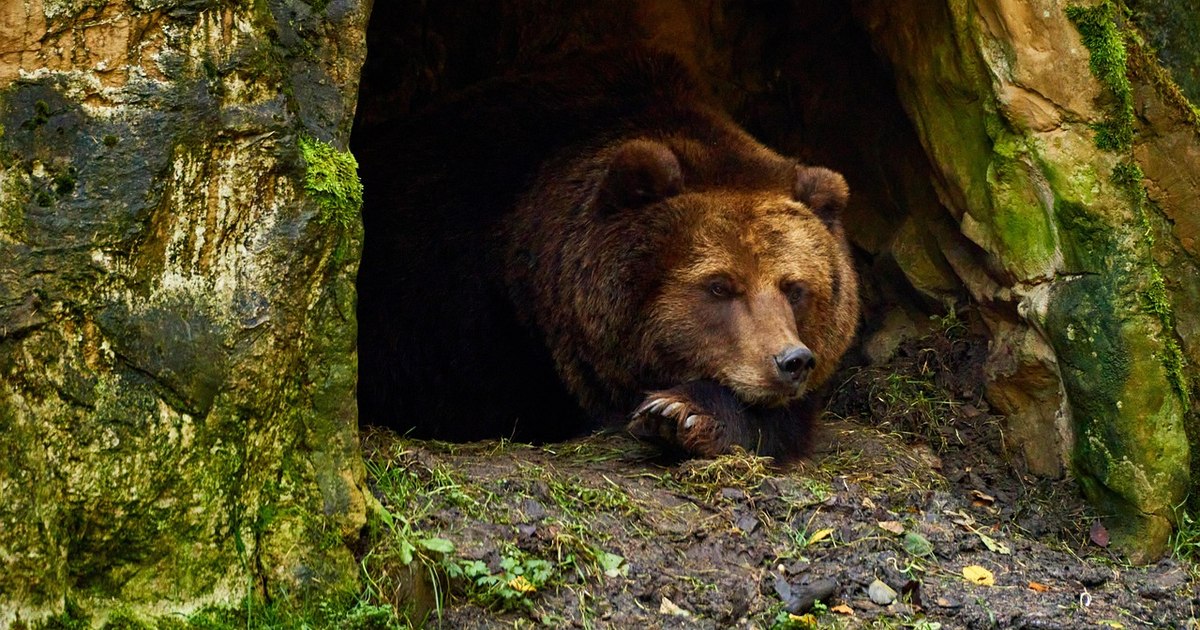 Ar trebui să ne temem de urșii din Carpați? „Uneori e un moșneag bondoc. Alteori atacă fără motiv” Ar trebui să ne temem de urșii din Carpați? „Uneori e un moșneag bondoc. Alteori atacă fără motiv”