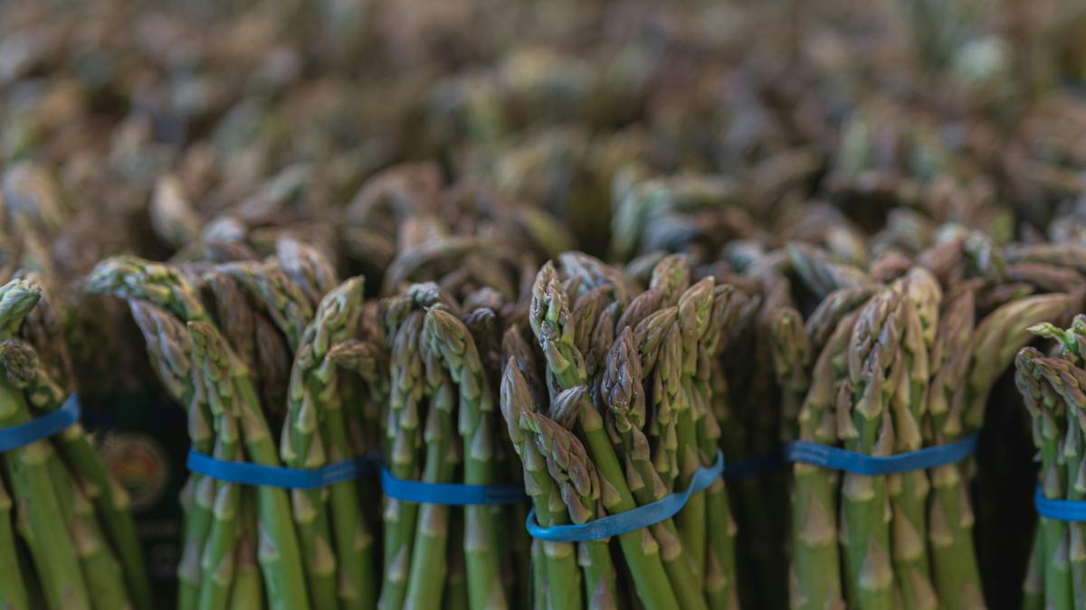 Românii nu mai pleacă la cules de sparanghel. Ministrul Agriculturii: Mii de afaceri deschise în ultimii ani / video Românii nu mai pleacă la cules de sparanghel. Ministrul Agriculturii: Mii de afaceri deschise în ultimii ani / video