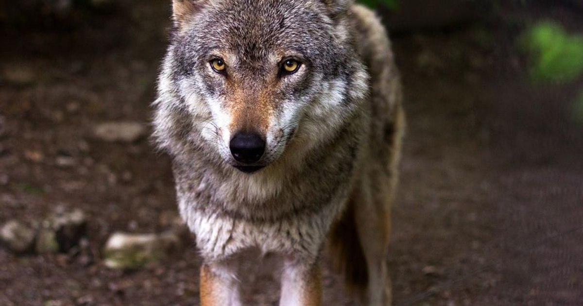 Un lup a evadat dintr-o grădină zoologică din Tokyo. Vizitatorii, nevoiți să stea adăpostiți ore întregi Un lup a evadat dintr-o grădină zoologică din Tokyo. Vizitatorii, nevoiți să stea adăpostiți ore întregi
