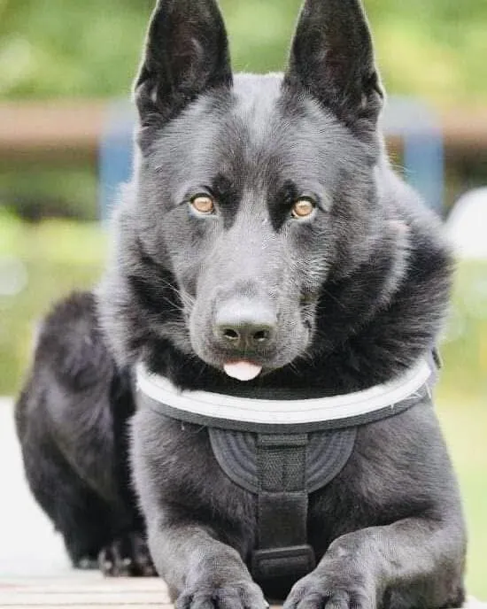 Șuier, câinele-emblemă al MAI, a murit. Poliția Română: ‘A fost mai mult decât un coleg’ Șuier, câinele-emblemă al MAI, a murit. Poliția Română: ‘A fost mai mult decât un coleg’