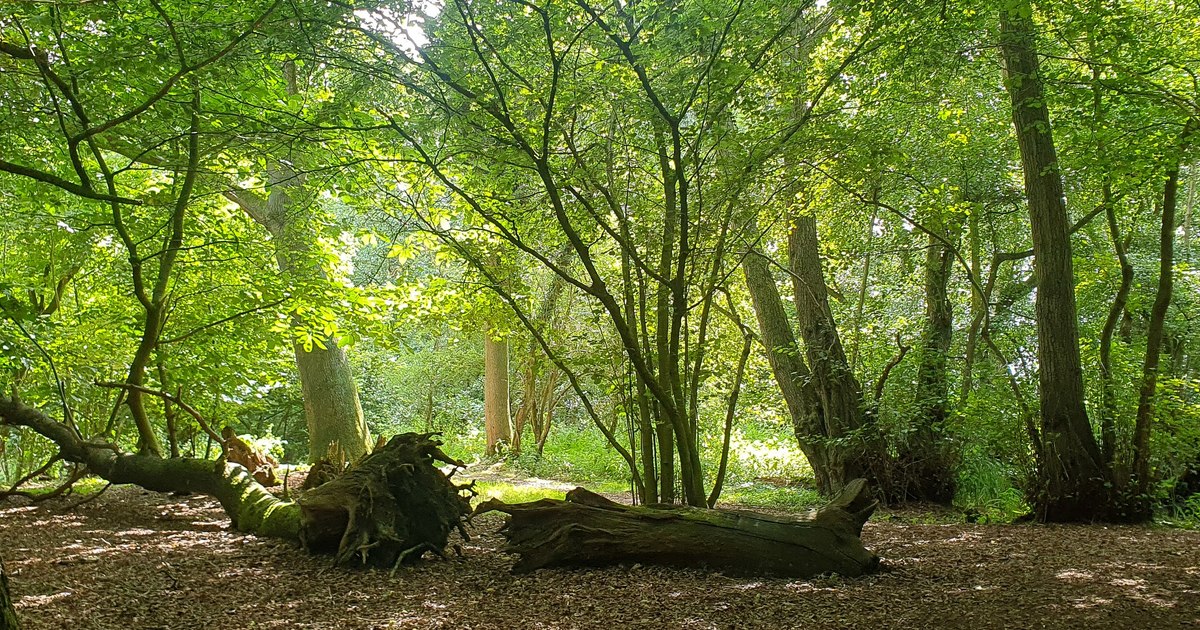 Animalul care reapare în Europa după 400 de ani de absență: surprins în timp ce își construia adăpostul și strângea provizii pentru iarnă