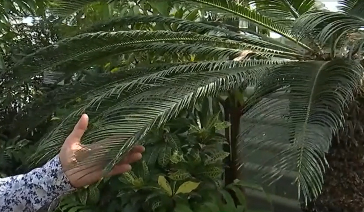 Plantă exotică din vremea dinozaurilor, vedetă la Grădina Botanică din Iași Plantă exotică din vremea dinozaurilor, vedetă la Grădina Botanică din Iași