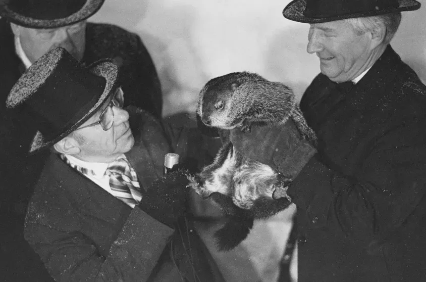 Celebra marmotă care ‘prezice’ vremea și-a văzut umbra de Ziua Cârtiței. Cât ar mai dura iarna Celebra marmotă care ‘prezice’ vremea și-a văzut umbra de Ziua Cârtiței. Cât ar mai dura iarna