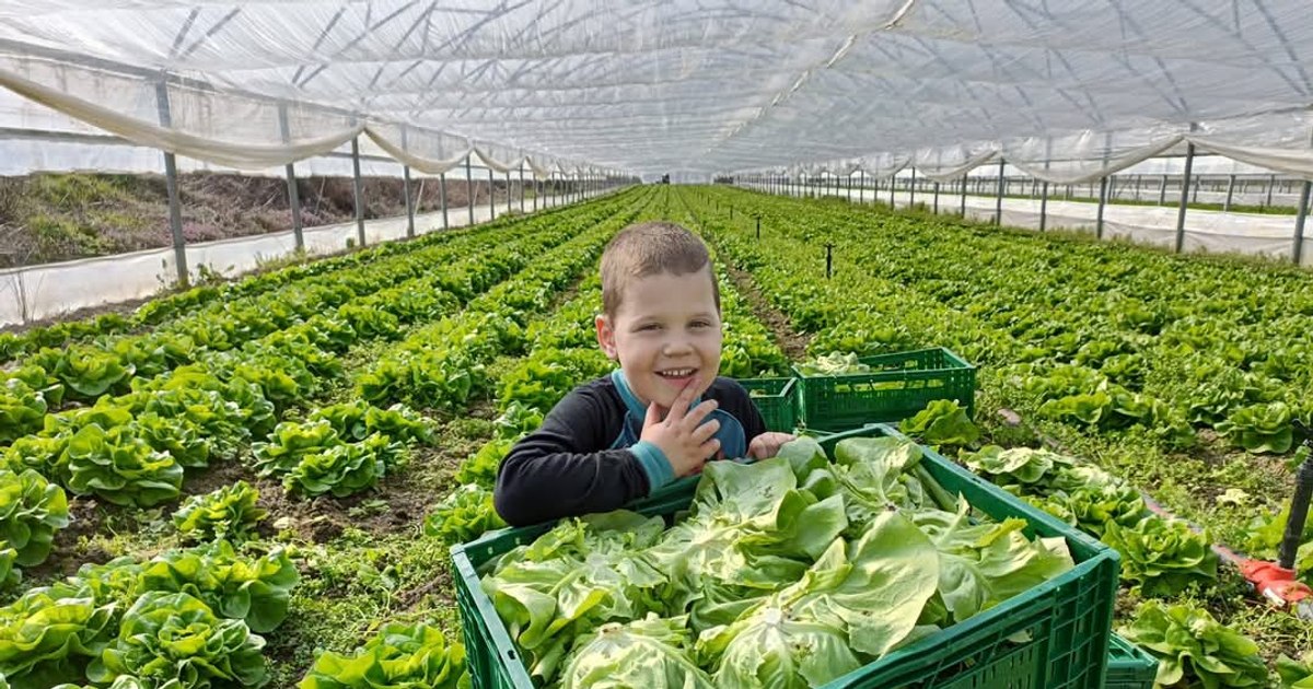 Fermierii au o idee simplă care poate salva hrana românească: „Clientul poate cu un singur click să vadă de unde este roșia” Fermierii au o idee simplă care poate salva hrana românească: „Clientul poate cu un singur click să vadă de unde este roșia”