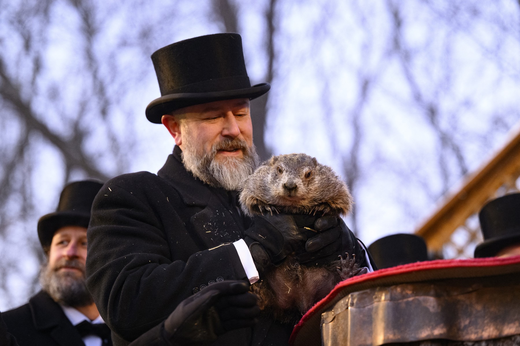 VIDEO Marmota Phil, devenită celebră odată cu filmul „Ziua Cârtiței”, a prezis când se va termina iarna în SUA