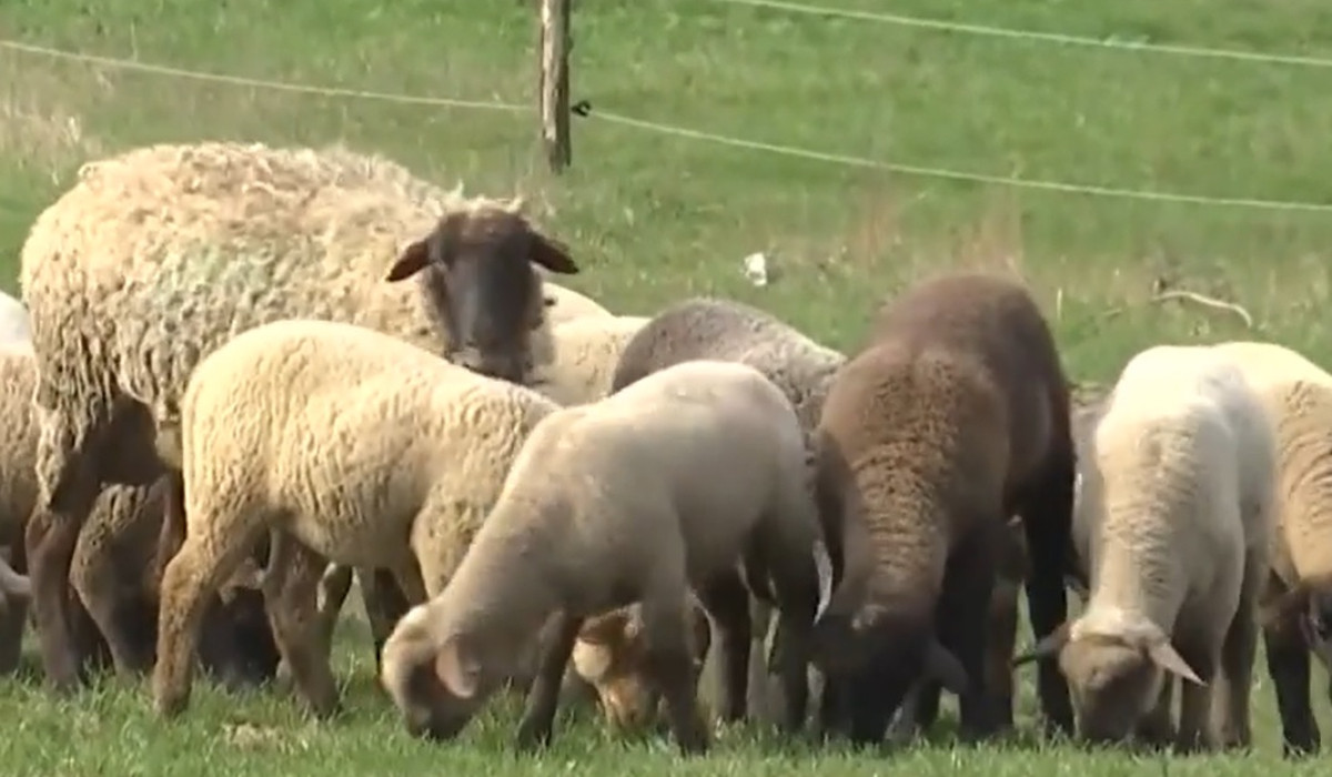 Carnea care ia locul mielului pe masa de Paşte. Costă la fel, dar e mai sănătoasă Carnea care ia locul mielului pe masa de Paşte. Costă la fel, dar e mai sănătoasă