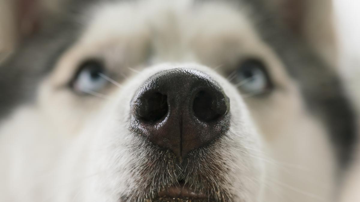 Câinii din rasa Husky Siberian, trăsături surprinzătoare care îi fac cu adevărat speciali / video Câinii din rasa Husky Siberian, trăsături surprinzătoare care îi fac cu adevărat speciali / video
