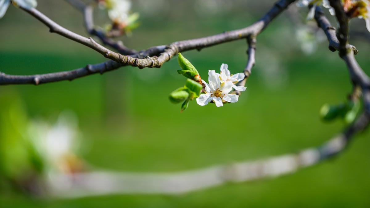 Vremea se schimbă din ziua de Florii. Devine brusc frumoasă și caldă. Temperaturi până la 21 de grade Vremea se schimbă din ziua de Florii. Devine brusc frumoasă și caldă. Temperaturi până la 21 de grade
