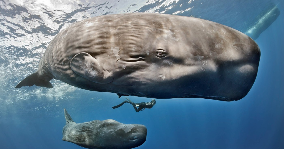 Descoperire uimitoare în adâncul oceanelor: Cașaloții comunică printr-un „alfabet” similar limbajului uman