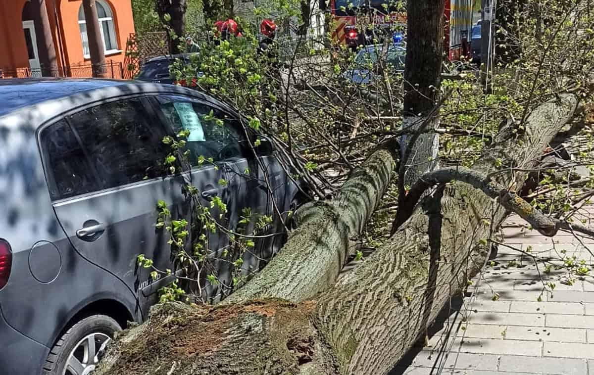 Codul de vânt a făcut ravagii în Botoșani: Copaci căzuți peste mașini, acoperișuri smulse și stâlpi prăbușiți Codul de vânt a făcut ravagii în Botoșani: Copaci căzuți peste mașini, acoperișuri smulse și stâlpi prăbușiți