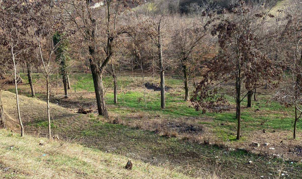 Tăierea abuzivă a arborilor de pe spațiile verzi ar putea deveni infracțiune. Proiect de ordonanță de urgență Tăierea abuzivă a arborilor de pe spațiile verzi ar putea deveni infracțiune. Proiect de ordonanță de urgență