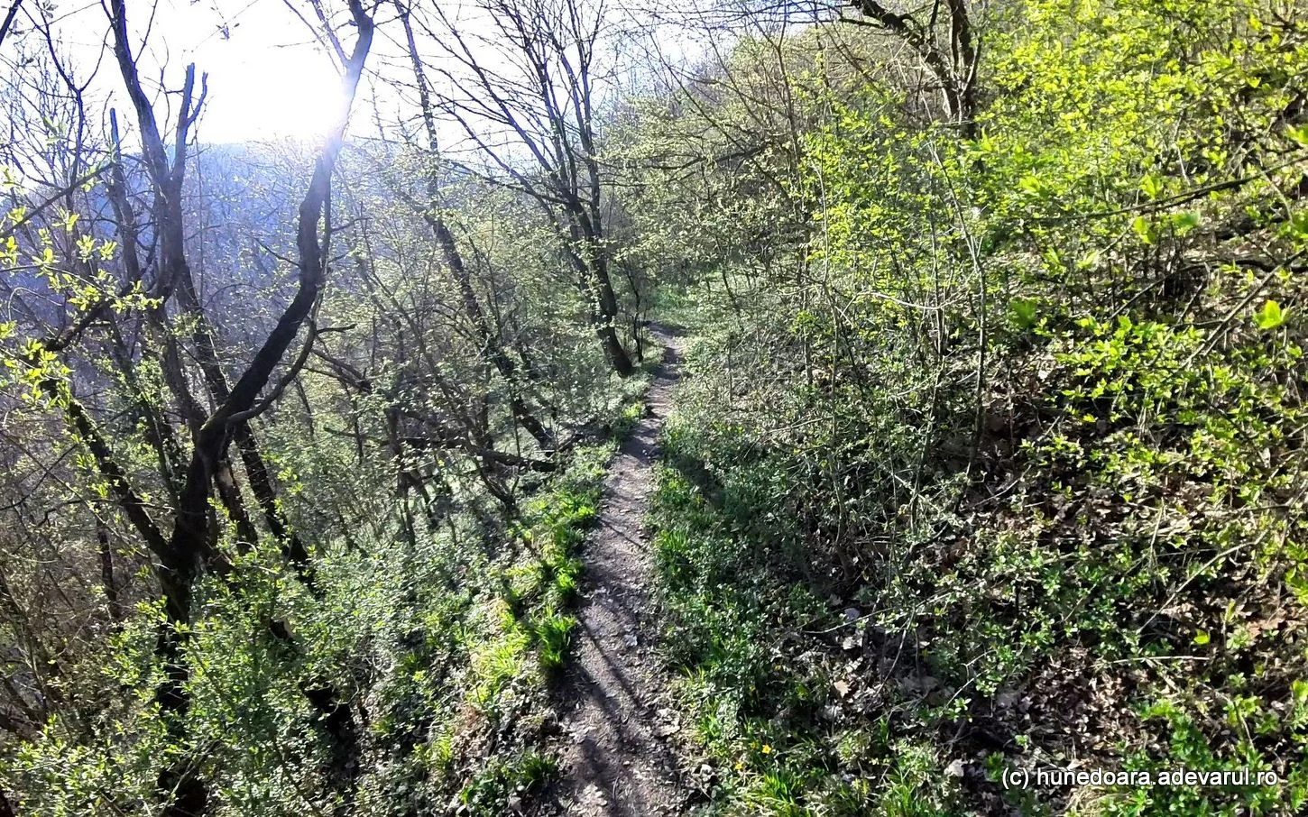 Padurea, barieră naturală împotriva invadaorilor/FOTO:Arhiva
