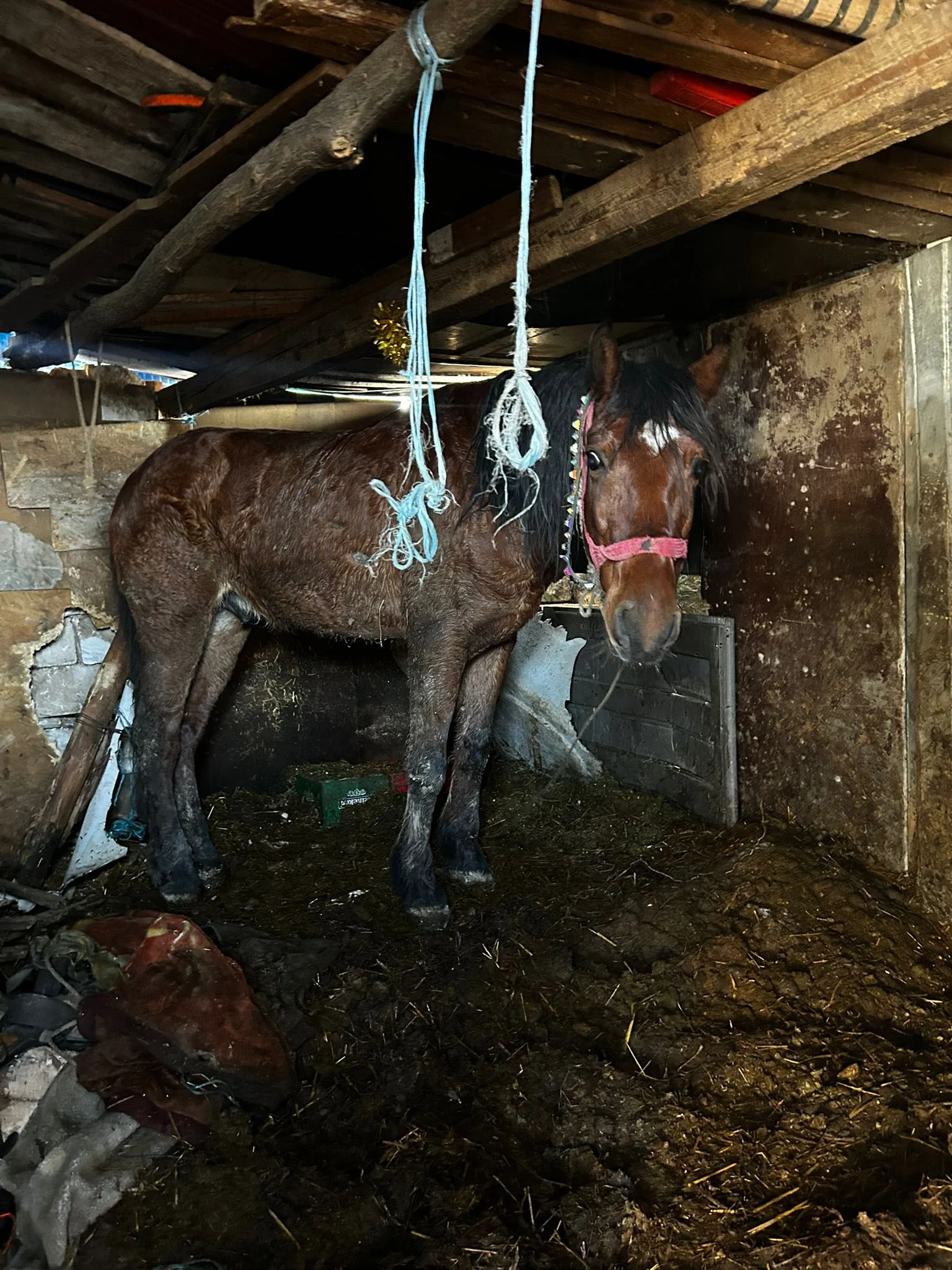 Bărbatul și-a supus animalele unor cruzimi inimaginabile. FOTO Protecția Animalelor CJ Ilfov
