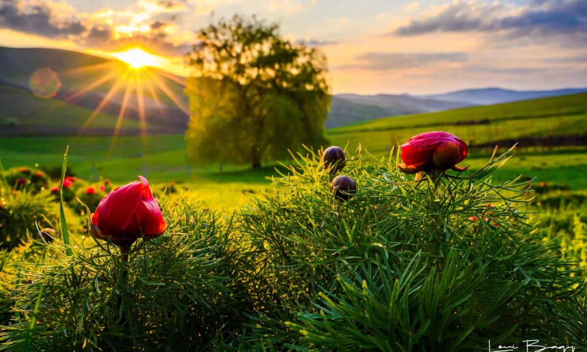 FOTO: Imagini superbe din rezervația de bujori de stepă. Frumusețea spectaculoasă a naturii, îmbrăcată de lumina soarelui