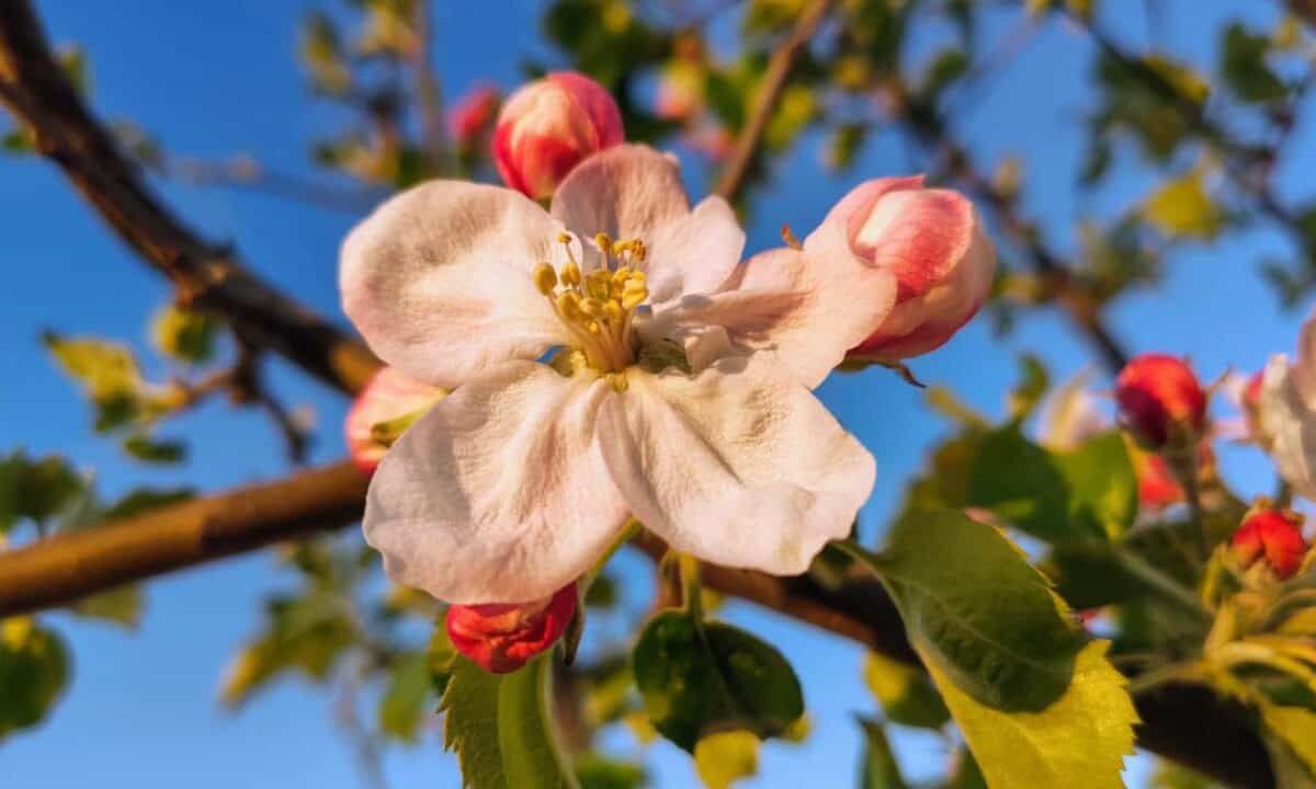 Vremea în Alba în Săptămâna Luminată. Temperaturi de primăvară și câteva ploi. Prognoza pe zile și localități