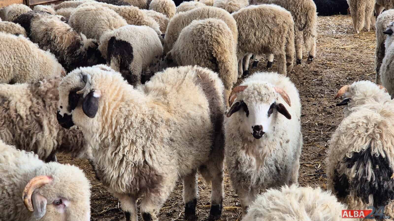 România va exporta către Algeria peste un milion de ovine în 2027. În premieră, vor fi incluse și livrări de carne
