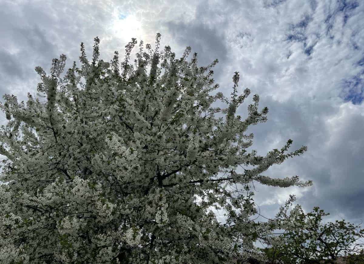 VREMEA de Paşti în Transilvania, la munte și în regiuni țară. Temperaturi oscilante și precipitații pe arii extinse. Prognoza ANM VREMEA de Paşti în Transilvania, la munte și în regiuni țară. Temperaturi oscilante și precipitații pe arii extinse. Prognoza ANM
