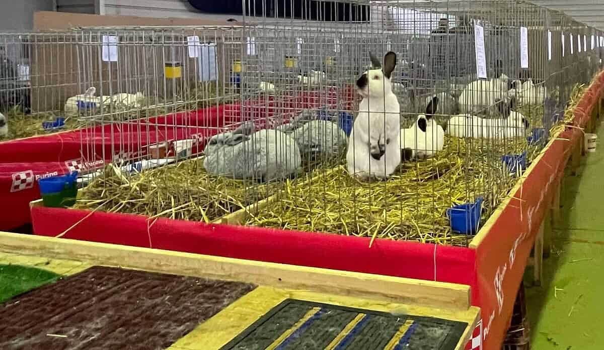 Expoziție regională de iepuri de rasă în weekend, la Vințu de Jos. Program de vizitare Expoziție regională de iepuri de rasă în weekend, la Vințu de Jos. Program de vizitare