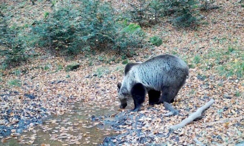 Semnal de alarmă. Un alt urs depistat într-o localitate din Cluj