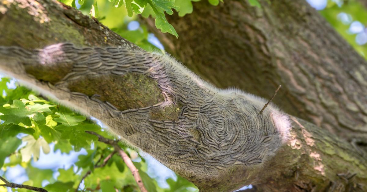 Ţara care se confruntă cu o invazie de insecte veninoase. O singură înţepătură poate induce şoc anafilactic