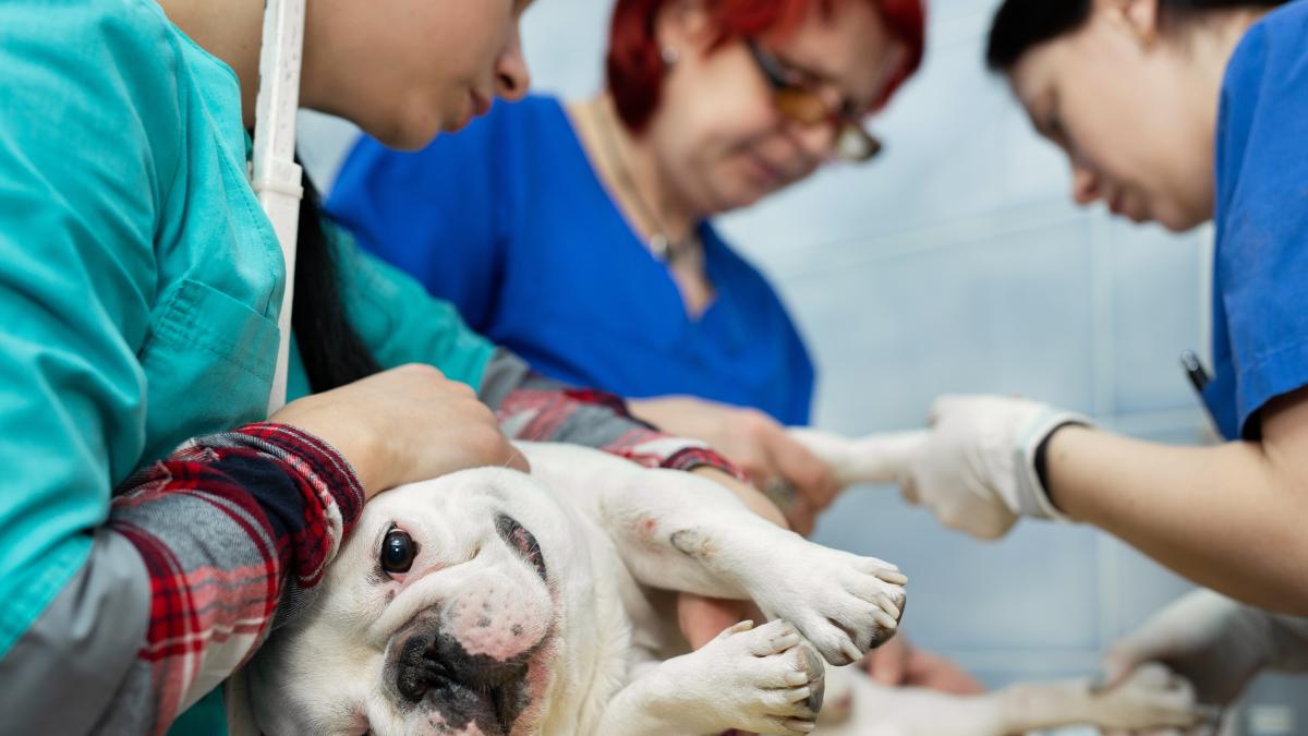 Cum funcționează urgențele la Spitalul Veterinar Universitar din București. Dr. Ruxandra Costea explică de ce sărbătorile aduc un număr mare de pacienți patrupezi / video