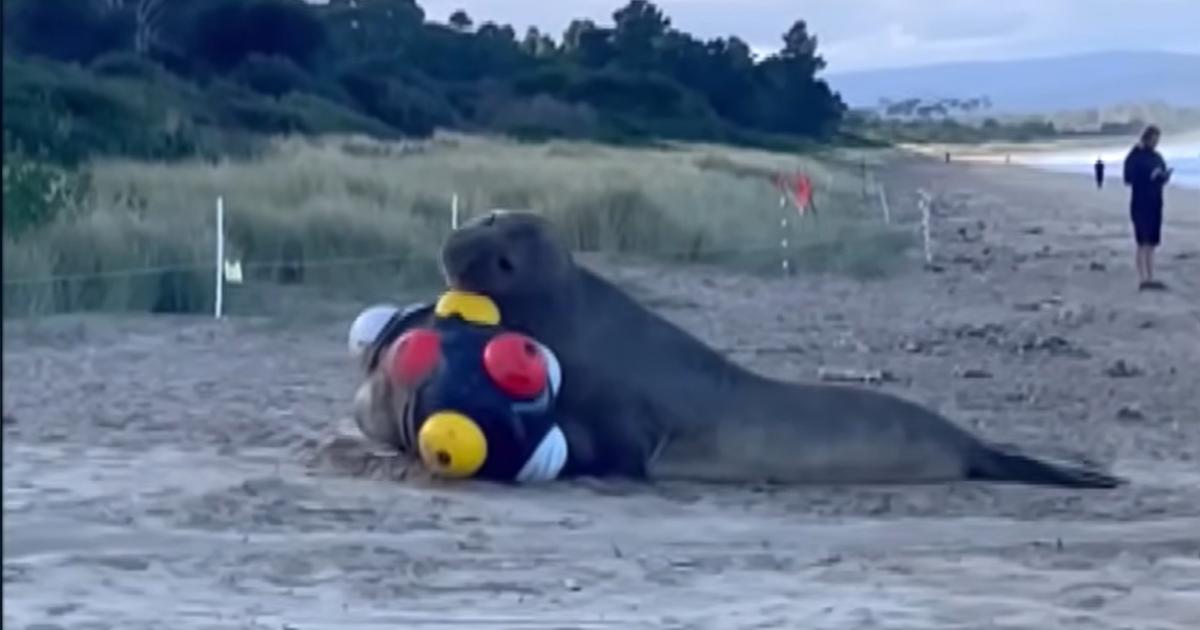 Neil, foca uriașă care a cucerit internetul, s-a întors în larg. Autoritățile se tem că va deveni un pericol Neil, foca uriașă care a cucerit internetul, s-a întors în larg. Autoritățile se tem că va deveni un pericol