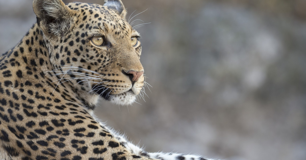 Momentul în care un leopard a intrat într-un magazin de băuturi alcoolice din India