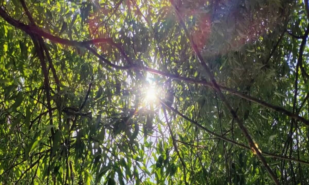 Vremea până în 24 august: o nouă perioadă de caniculă, ploi puține. Prognoza meteo pe patru săptămâni