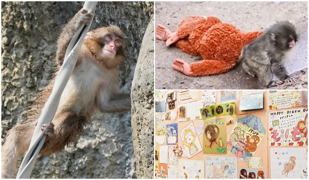 Un an de la imaginile care au făcut înconjurul lumii. Maimuţica Punch, sărbătorită de zeci de mii de fani Un an de la imaginile care au făcut înconjurul lumii. Maimuţica Punch, sărbătorită de zeci de mii de fani